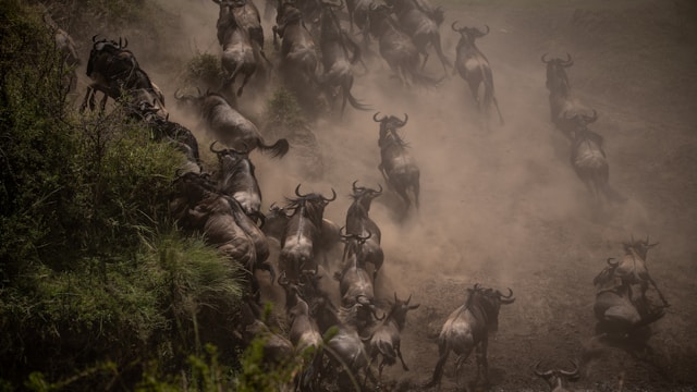 8 Days Great Migration Safari